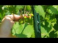 early summer 2021 backyard muscadine walk part 4 4