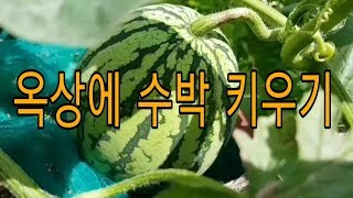 🅾️옥상에 수박 키우기(수박🍉빙수)