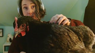 Chicken ASMR • Tapping • Brushing • Crinkles • For Sleep and Relaxation