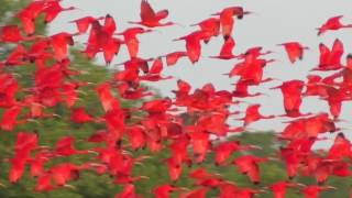 Scarlet Ibis