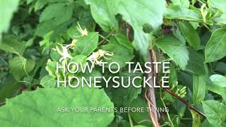 How to Taste Honeysuckle