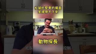 男子養了一隻松鼠，每次吃堅果都是這場面，笑得停不下來了