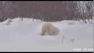 131113 Cub Plays With Nature's Toys