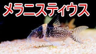 【水槽212】陰性メインのコリ水槽⑪メラニスティウス(コリドラス)