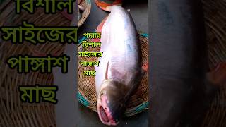 বিশাল সাইজের পদ্মার সুস্বাদু পাঙ্গাশ মাছ। #youtubeshorts #shorts #short #fish #pangasiusfish