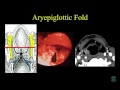 michigan state university department of radiology lecture larynx anatomy and pathology