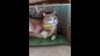 这是真睡还是假睡呢 #猫睡觉姿势 #猫咪的迷惑行为 #傻猫的日常