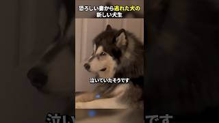 恐ろしい妻から逃れた犬の新しい犬生