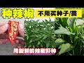 种子店最怕你知道|原来辣椒还可以这样种，收获多到让你吃不完，省钱又好玩|Pepper