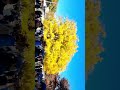 인천대공원 8백년 은행나무 the 800 year old ginkgo tree is