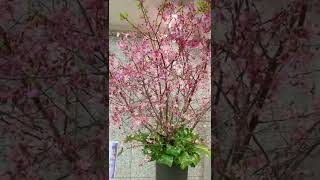 777番目に登録された桜〜横浜緋桜