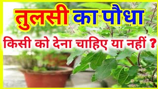 तुलसी का पौधा किसी को देना चाहिए या नहीं? Tulsi Ka Paudha Kisi Ko Dena Chaiye Ya Nahi ? #tulsiplant