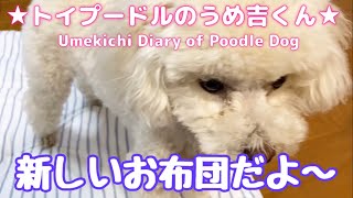 新しいお布団だよ〜 ★トイプードルのうめ吉くん（557日目)★Umekichi Diary of Poodle Dog