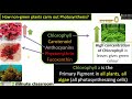 how do non green plants perform photosynthesis