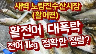 전어가격 폭락! 수산시장 전어 정량 구경하기 어렸습니다-전어1키로 정량 얼마나되나 확인/전어 집에서 초긴편  회뜨기[노량진수산시장]