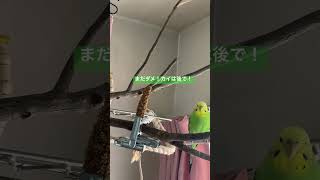 おやつに直ぐには飛び付けない可哀想なカイちゃん😢#shorts #セキセイインコ #おやつタイム ＃粟の穂