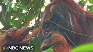 Orangutan believed to be first animal seen using medicinal plant as treatment