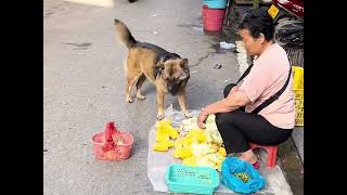 一只会买菜的中华田园犬，不仅会讨价还价还爱占小便宜！ #狗子成精了 #养狗的乐趣 #狗狗的心思都写在脸上了