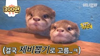 BABY Otters Are DEM Cute, I Can't Choose Just One For A Thumbnail..