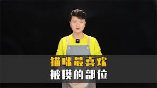 猫咪最喜欢被摸的3个地方，你都知道吗？