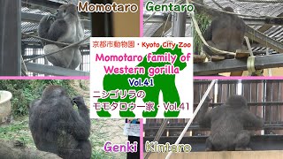 【Gorilla】Momotaro family of Western gorilla Vol.41 in Kyoto City Zoo ゴリラ（ニシゴリラ）のモモタロウ一家・Vol.41【ゴリラ】