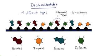 Nitrogenous Base - Tales from the Genome