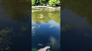 Happy little frog 🐸Bass Fishing