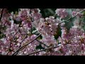 【頼朝の上陸地】千葉県鋸南町の頼朝桜it is yoritomo cherry tree of kyonan machi chiba on yoritomo land