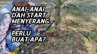 ANAI-ANAI DAH START BEROPERASI