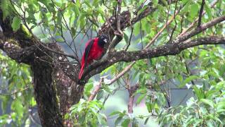 20111127085334  朱鸝@仁山植物園 (Maroon Oriole)