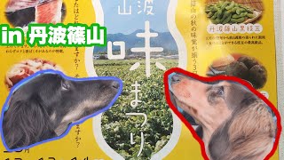 【わんちゃんとお出掛け🚙💭】in丹波篠山味まつり犬連れ🍖 【Go out with dogs🚗💨】In Tanbasasayama taste festival🍖💕