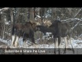 it moose be love