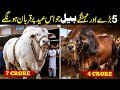 5 Biggest Qurbani Animals on Eid ul Adha 2026 😱