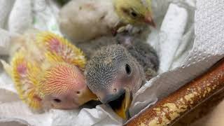 200922　おはよう　今日もかわいいの自由　小桜インコ　我が家の天使たち5羽αα