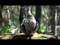 Ruffed Grouse drumming on a log