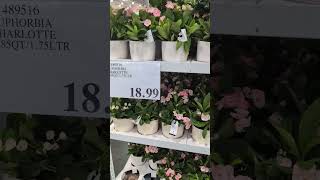 COSTCO 13111 Peyton Dr, Chino Hills, CA Pt2 PLUMERIA PLANT #plants #gardening #costco #deals #pots