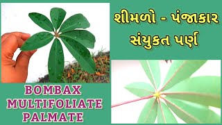 શીમળો - પંજાકાર સંયુકત પર્ણ  BOMBAX MULTIFOLIATE PALMATE