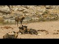 Essential Destinations - Mdonya -  Wild Dogs