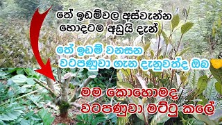 ඔබේ තේ වගාව වනසන වටපණුවා ගැන ඔබ දැනුවත්ද?අස්වැන්න අඩුද? ගස් මැරෙනවාද? මෙන්න විසදුම Nematode damage