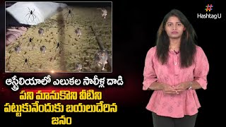 ఆస్ట్రేలియాను భయపెడుతున్న ఎలుకలు | An “apocalyptic rat plague” ravages eastern Australia |  HashtagU