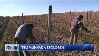 Radar - Téli munkák a szőlőben (2024-02-12) - HÍR TV