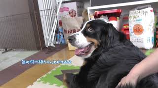 珍しく大人しい在宅勤務犬の仕事をするバーニーズマウンテンドッグのギン