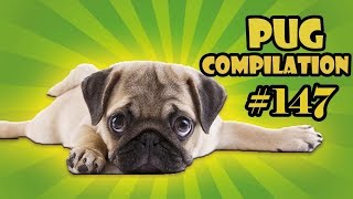 Pug Compilation 147 - Funny Dogs but only Pug Videos | Instapug