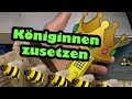 Königinnen zusetzen ! Imkern ! Bienen !