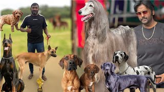 Chennai Dogs Show in Mylapore 2025 HD Video | Beautiful Dogs | Rare Breed | Lion Dog