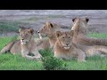 Ndutu Lions - Ngorongoro Conservation Area Tanzania with TIMON SAFARIS