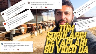 CEVAPSIZ SORU KALMIYOR / ANGUS BAĞLI BESİDE OLUR MU ? / BESİYE MISIR SİLAJİ VERİLİR Mİ ?