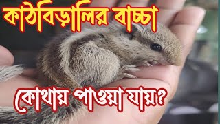 কাঠবিড়ালি কোথায় পাবেন ও কীভাবে পোস মানাবেন সম্পুর্ন ভিডিও