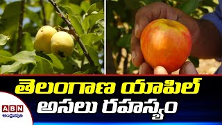 తెలంగాణ యాపిల్ అసలు రహస్యం | ABN Telugu