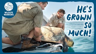 A remarkable transformation for Captain Pete! | Wildlife Warriors Missions